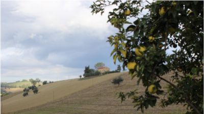 L'orto di Nisetta - foto numero 2